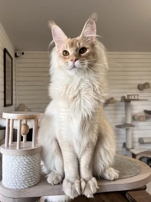 Maine Coon kitten