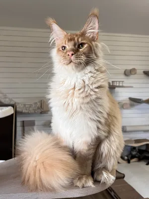 Maine Coon kitten