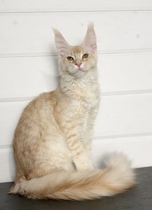 Hugo
