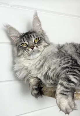 Maine Coon kitten