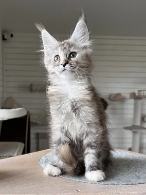 Maine Coon kitten