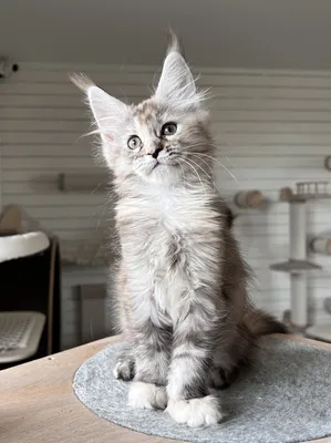 Maine Coon kitten