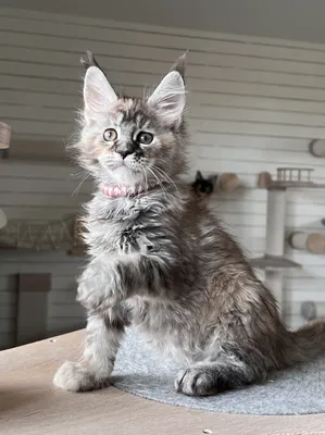 Maine Coon kitten
