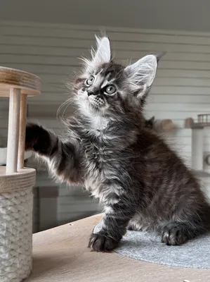 Maine Coon kitten