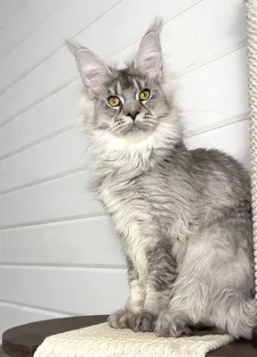 Maine Coon kitten
