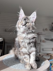 Cora