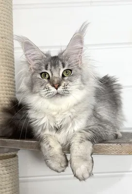 Maine Coon kitten