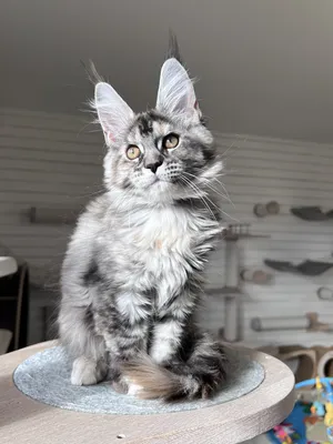 Maine Coon kitten