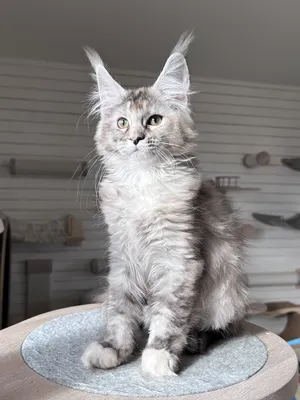 Maine Coon kitten