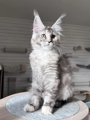 Maine Coon kitten