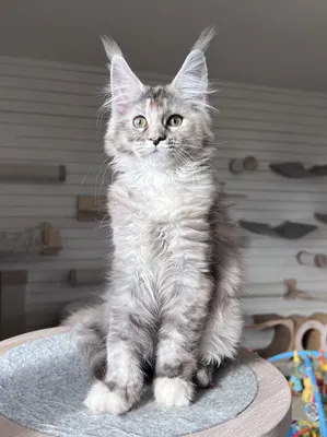 Maine Coon kitten