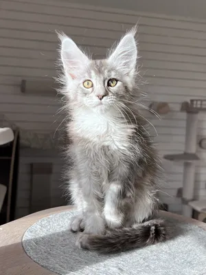 Maine Coon kitten
