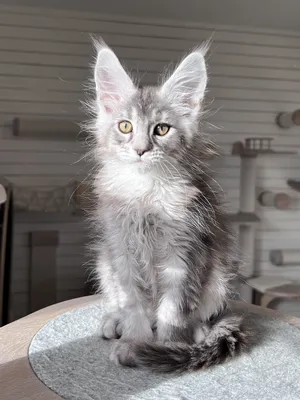 Maine Coon kitten