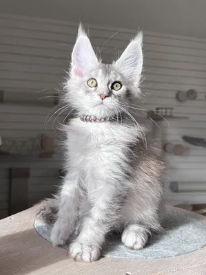Maine Coon kitten