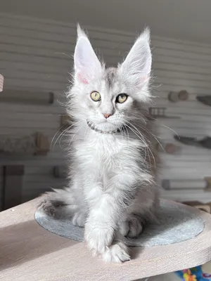 Maine Coon kitten