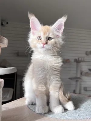 Maine Coon kitten