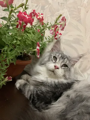Maine Coon kitten