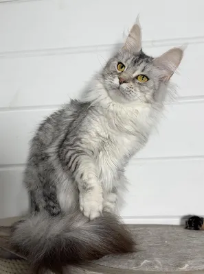 Maine Coon kitten