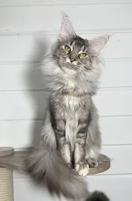 Maine Coon kitten