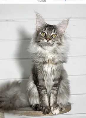 Maine Coon kitten