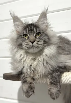 Maine Coon kitten