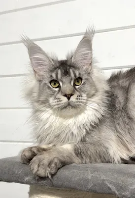 Maine Coon kitten