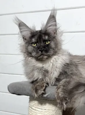 Maine Coon kitten