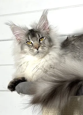 Maine Coon kitten
