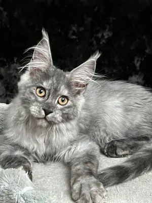 Maine Coon kitten