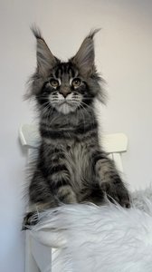 Prince