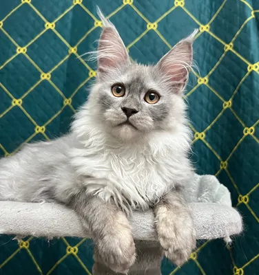 Maine Coon kitten