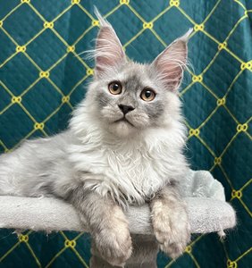 Maine Coon kitten Черный дым MCO ns  Boy - photo 1