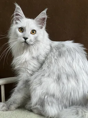 Maine Coon kitten